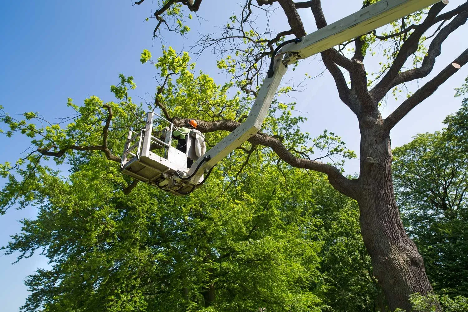 Professional English ivy removal and tree protection work