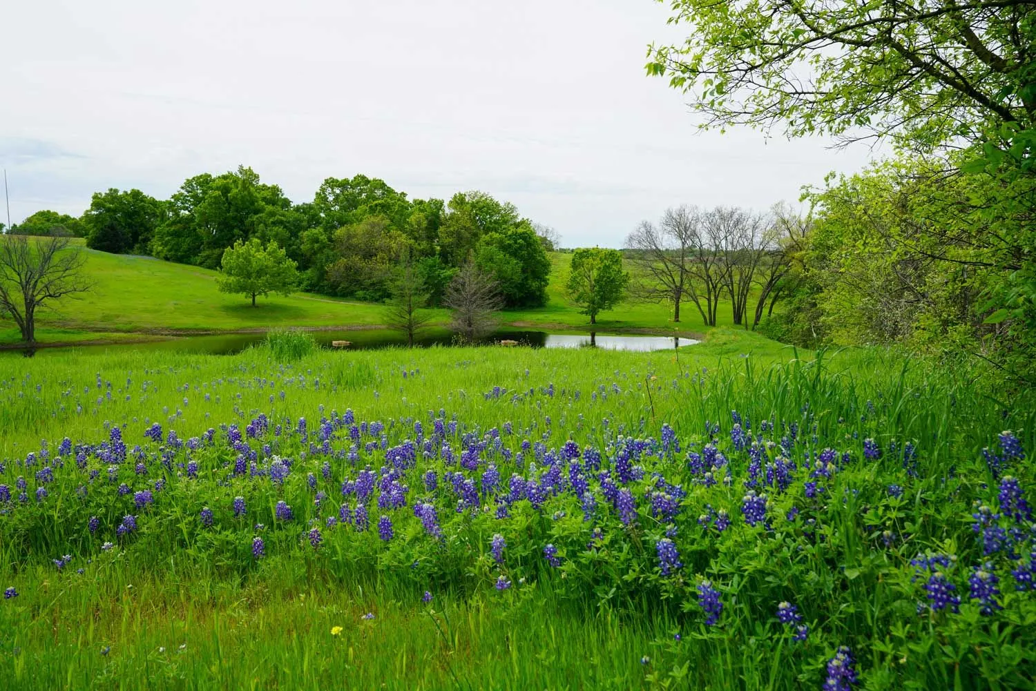 Retention pond with managed shoreline vegetation and open drainage area